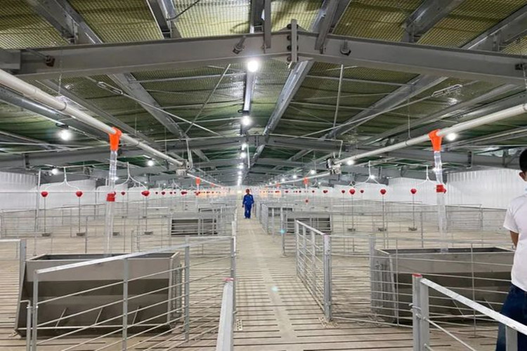 500 têtes Mother Sows Pig Farm