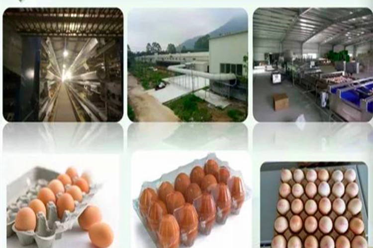 Ferme de poulet moderne et machines complètes pour la production d'oeufs
