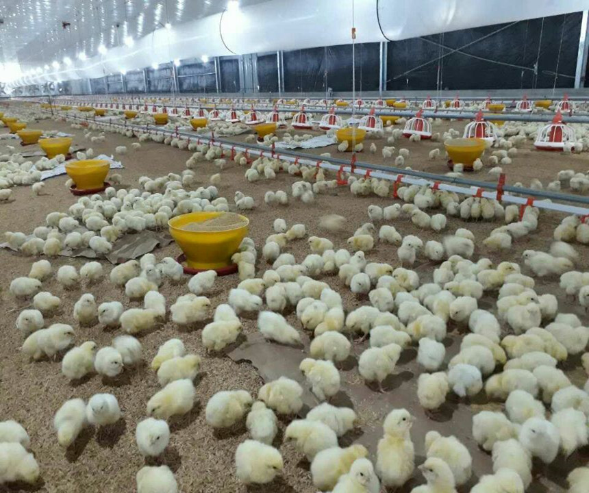 ferme de poulet