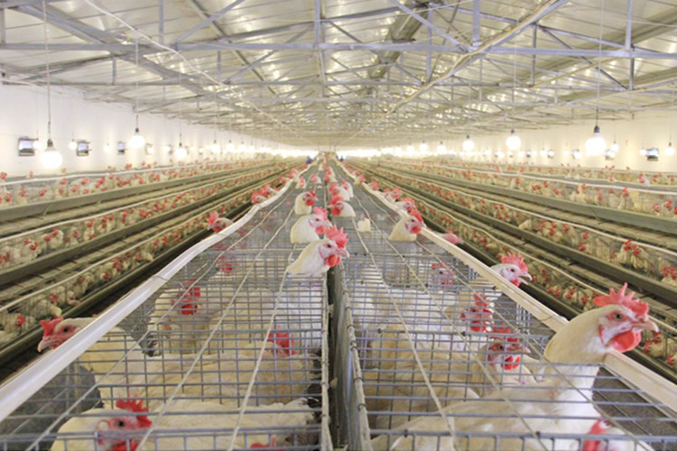 maison d'&eacute;leveur