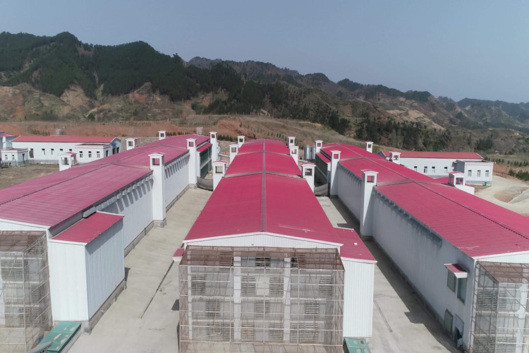 &eacute;levage de volailles