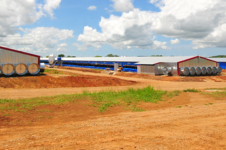 Solutions Ferme de volaille