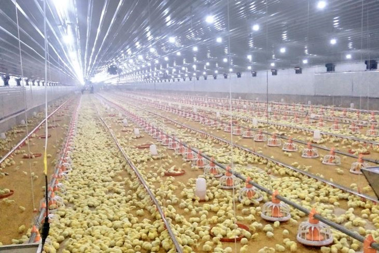 &Eacute;quipement de la ferme au poulet