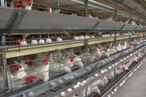 Ferme avicole pour poulet pondeur avec cage de batterie à cadre en H