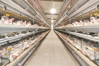 Projet de l'industrie de la ferme de poulettes de poulet à grande échelle