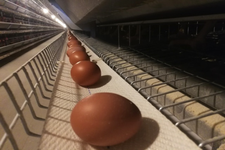 Usine de reproduction préfabriquée pour la production d'œufs avec des cages de poulet volaille