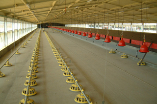 Maison d'élevage de volailles préfabriquées automatique pour poulets de chair