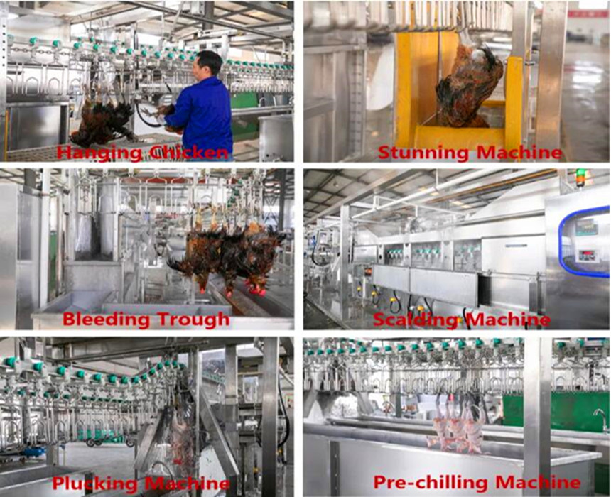 transformation de poulet 