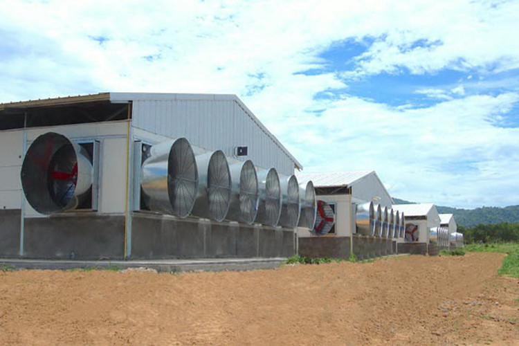 Kits de construction en acier pour l&#39;agriculture pour élevage de poulets à griller