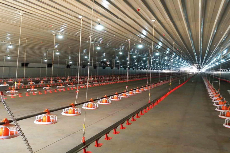 Equitation automatique de la ferme de poulet