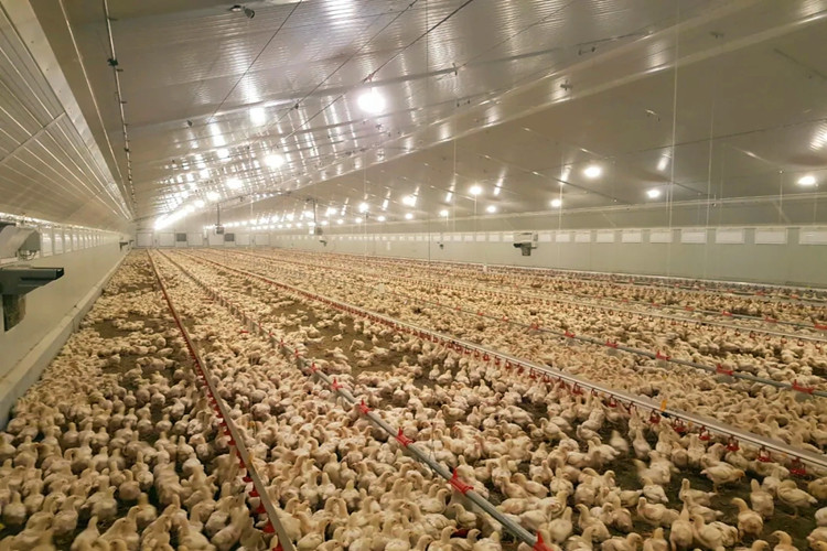 Ferme de poulet &agrave; la structure en acier