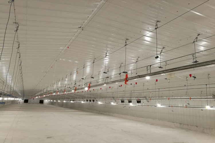 ferme volaille de chair