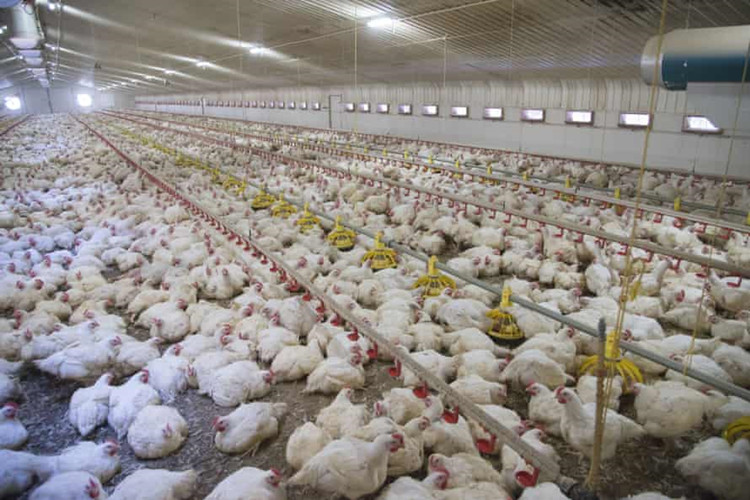 Ferme d&#39;élevage de Morden pour poulets à griller de volaille préfabriqués