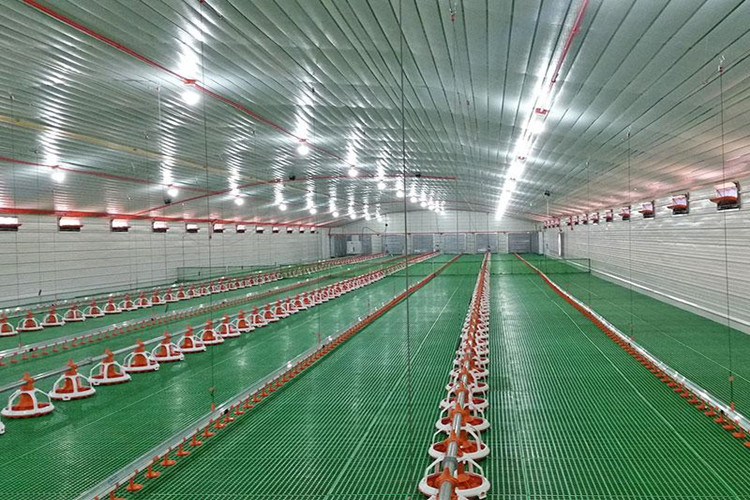 Bâtiments en acier d&#39;agriculture pour le hangar de poulet à griller avec l&#39;équipement de volaille