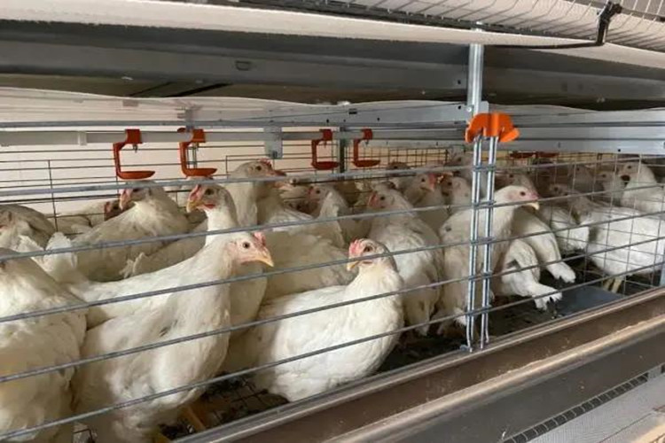 Ferme de poulet &agrave; la cage