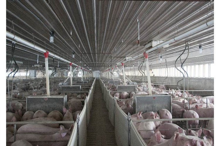 "Grange galvanisée de structure de cadre en métal pour la ferme de porc"