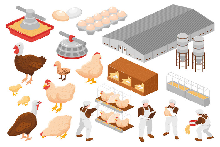 Ferme d&#39;élevage de Morden pour poulets à griller de volaille préfabriqués