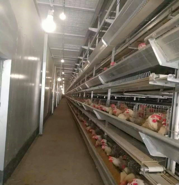 cage nourrissant de poulet