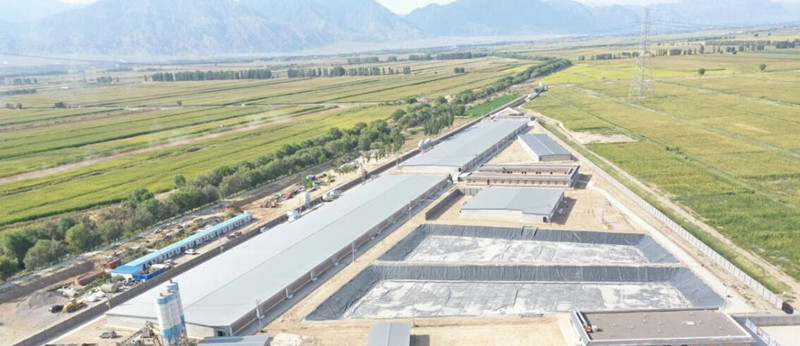 agriculture de porc