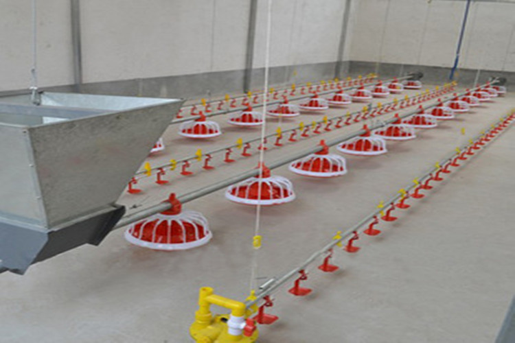Oiseaux standard de poulets de chair de viande de logement de volaille avec le cadre en métal et l'équipement de poulet