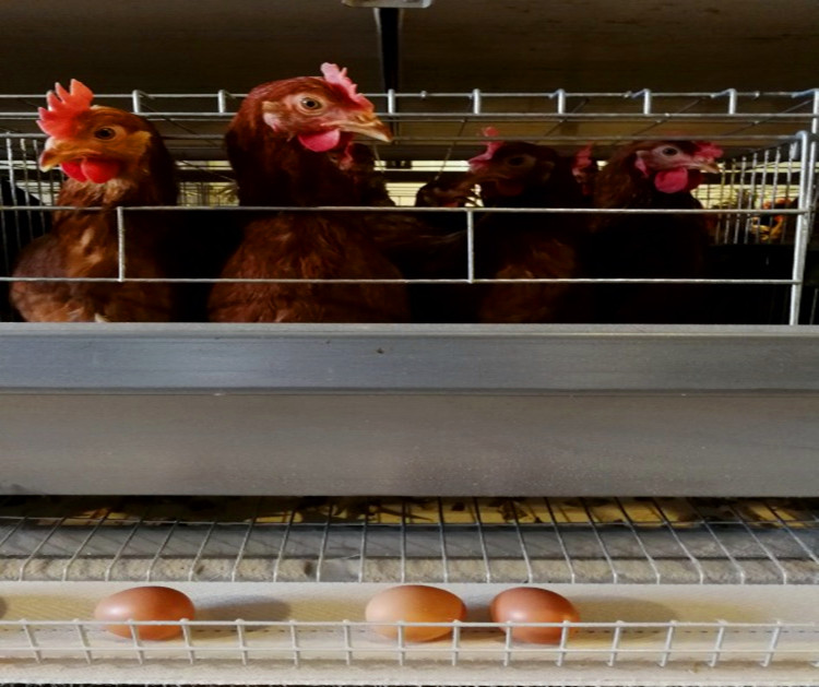 Production d'oeufs de poulet