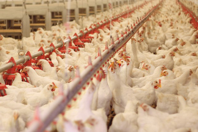 Projet de l'industrie de la ferme de poulettes de poulet à grande échelle