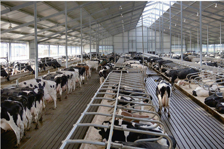 Conception de la structure en acier clair pour la ferme laitière, le boîtier de vache et de bétail