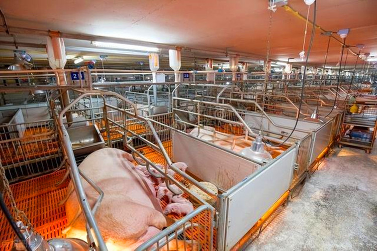 500 têtes Mother Sows Pig Farm