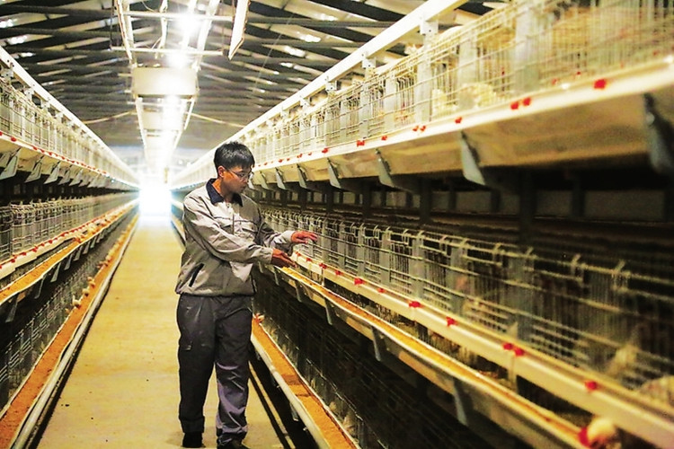 syst&egrave;me d'alimentation en cage