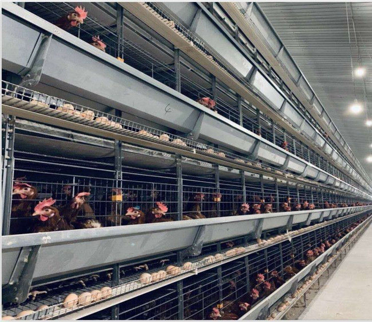 Ferme de poulet en couche