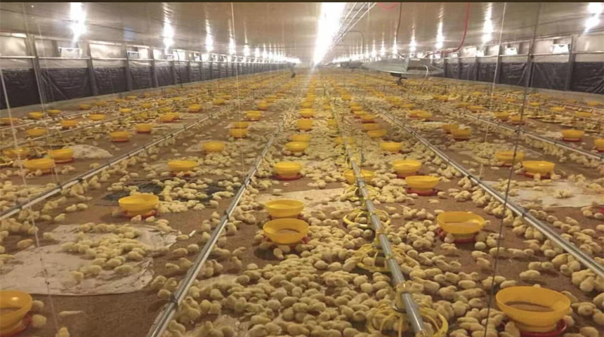 maison de poulet &agrave; la viande