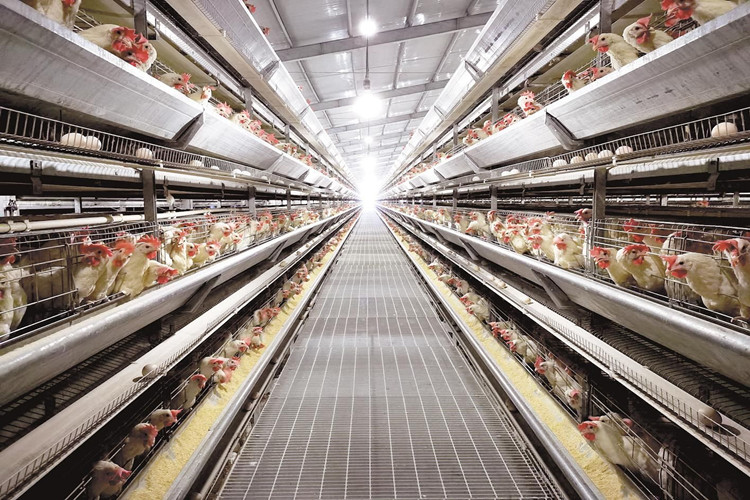 oiseaux de poulet en cage