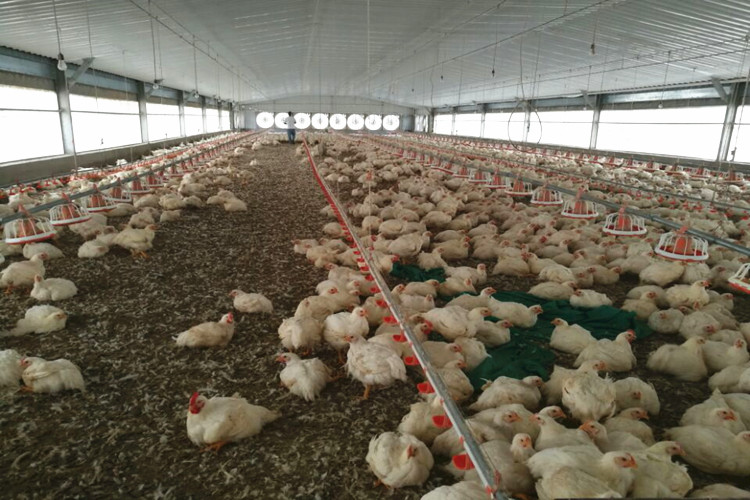 Ferme avicole standard 10000 oiseaux pour poulet à griller
