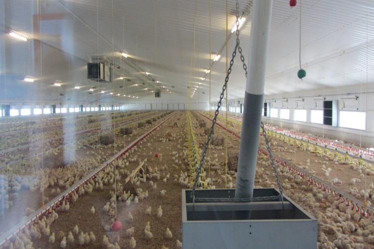 Maison de poulet de chair de poulet pour bâtiments en acier agricole