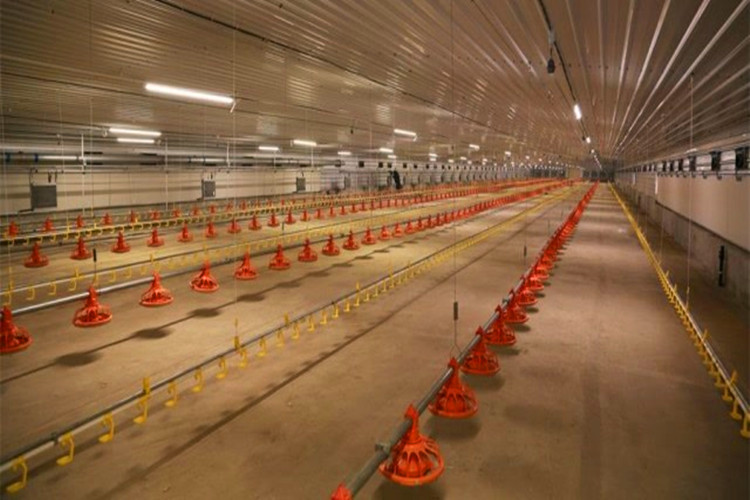 syst&egrave;me d'alimentation au poulet